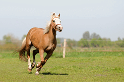 Pferd rennt auf der Koppel