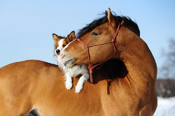 Pferd mit Hund