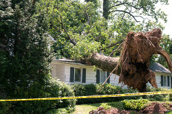 Baum fällt auf Haus