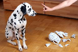 Hund sitzt neben zerbrochener Vase