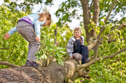 Kinder klettern auf Baum herum